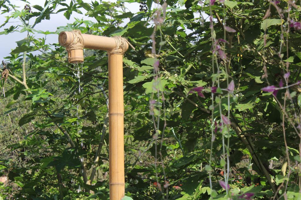 Albergue Bamboo Groove